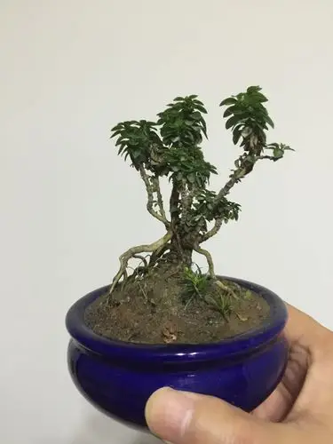 阴木的学名叫什么