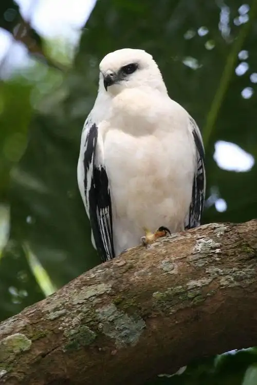 鹰形目·鹰科·白南美鵟属:白南美鵟