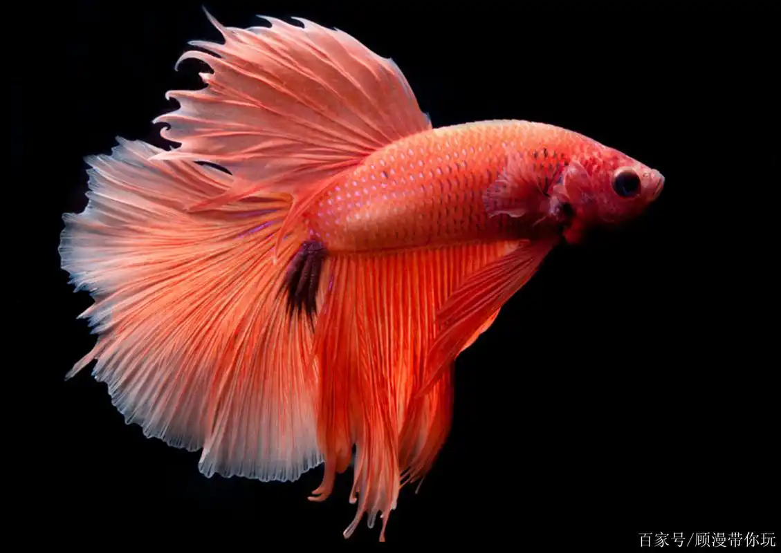 4张观赏鱼图片,有你喜欢的吗?