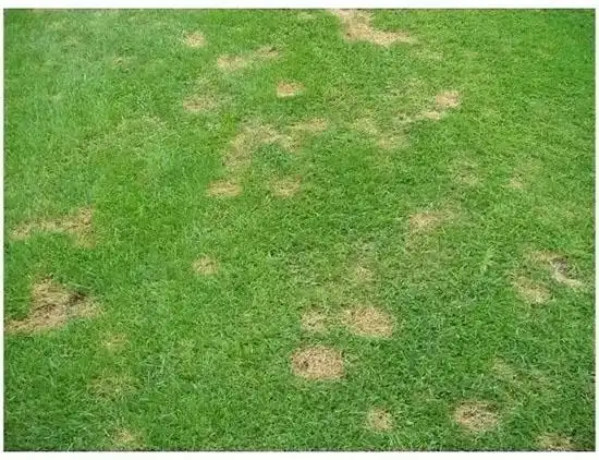 七月植保,草坪及园林植物多发病害预警