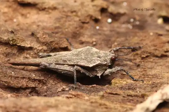 菱蝗科 family tetrigidae - 台湾生命大百科 | 台湾生命大百科
