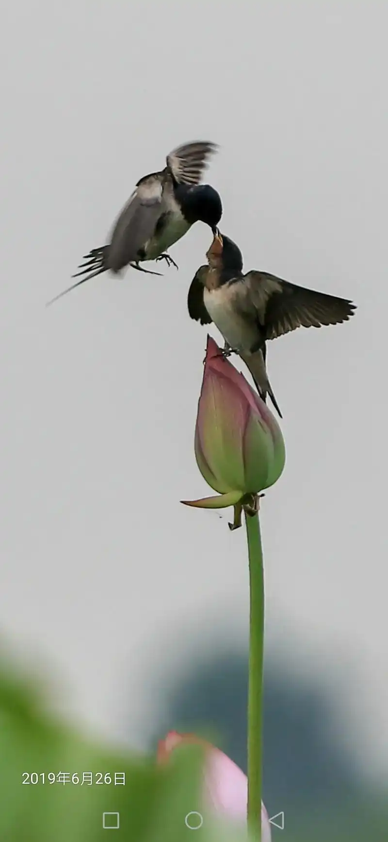 那些年,用70-200镜头拍采莲湖的荷花,燕子.春天到了,它 - 抖音