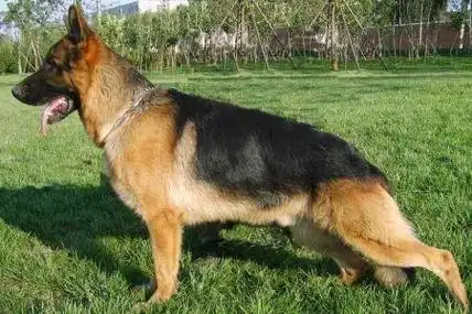 一条好的德国牧羊犬给人的印象是:结实,敏捷,肌肉发达,警惕,且充满