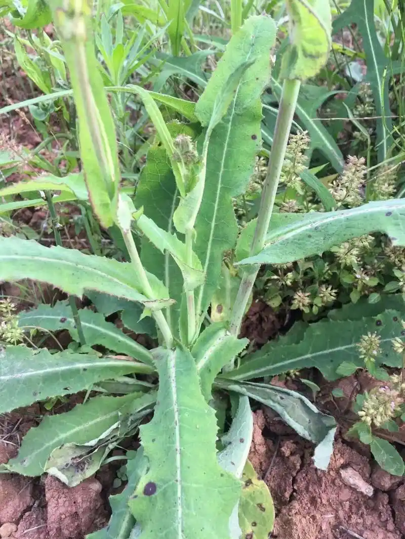 苣荬菜又叫荬菜,野苦菜,野苦荬,苦葛麻,苦荬菜等,是我们生活中常见的