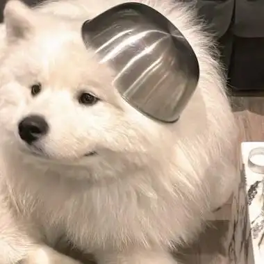 萌宠呆萌傻傻的可爱图片头像62张_动物头像_头像屋