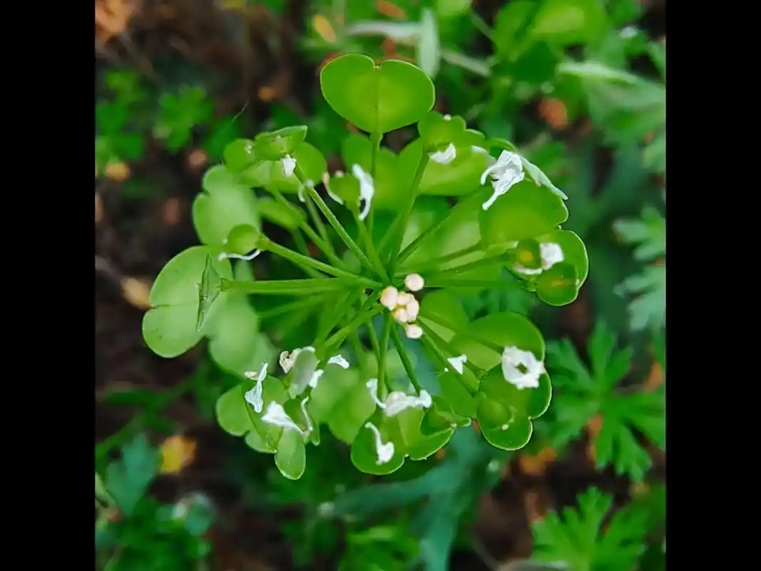 菥蓂 [xī mì] 别名:遏蓝菜;败酱草;犁头草 #植物科 - 抖音