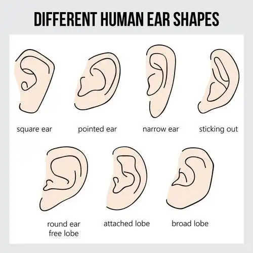 耳朵,形状,耳