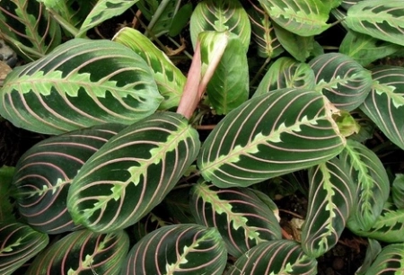 红脉豹纹竹芋(学名:maranta leuconeura),为芭蕉目竹芋属下的草本植物