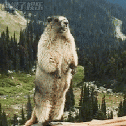 表情包土拨鼠尖叫神怼技能开启怼的你怀疑人生