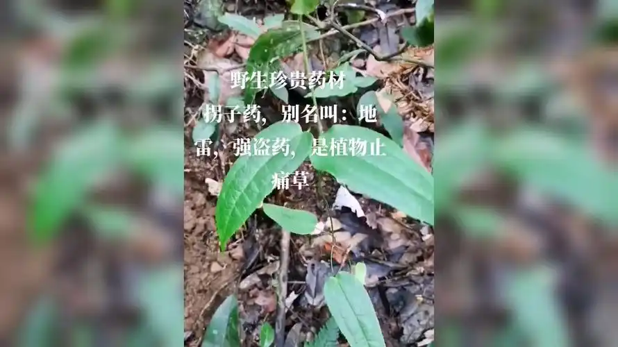 大山里的原生态野生药材拐子药
