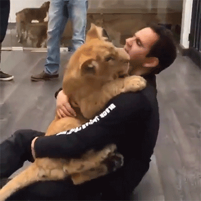 狮子国外男子拥抱可爱gif动图_动态图_表情包下载_soogif