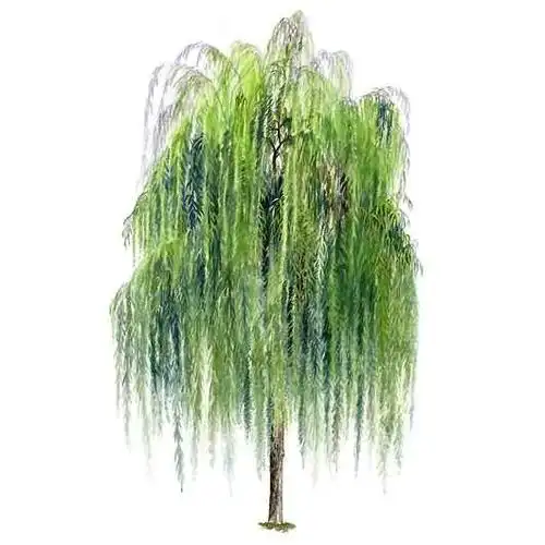 80种植物手绘图