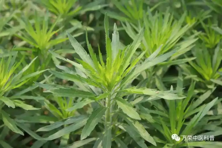 西方草功效与作用-我的快乐小窝