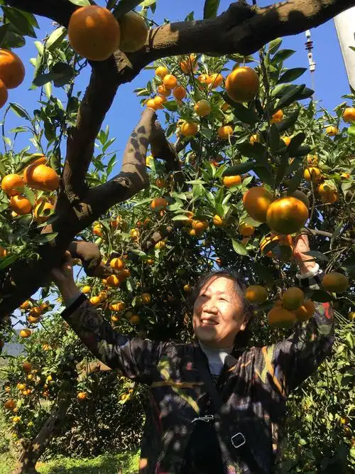桔子丰收了,挂满树枝的红桔,真叫人淘醉