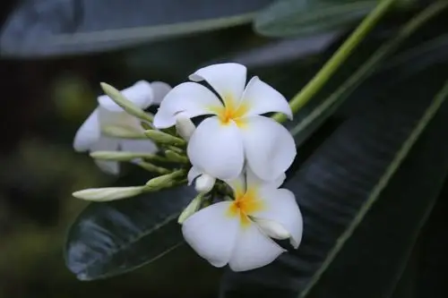 美国之旅夏威夷——百花争艳【原创】 - 美篇