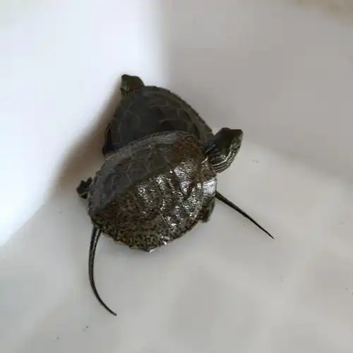 活物乌龟日本石龟杂花草日石杂花龟外冷水宠物龟