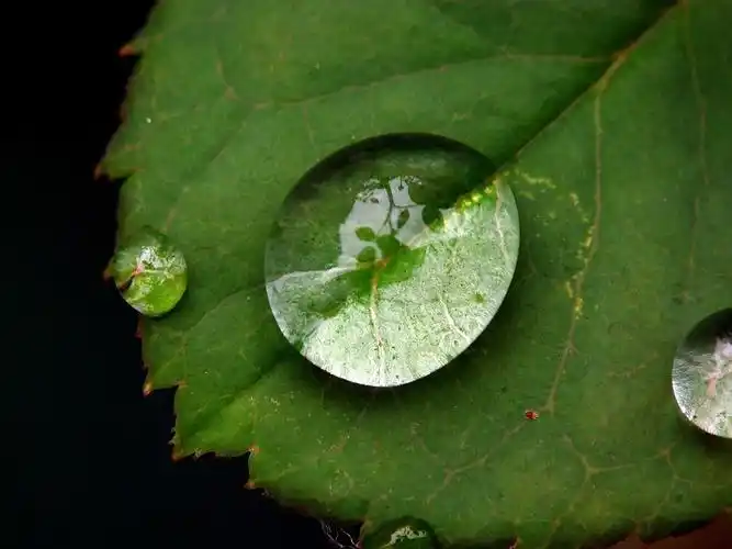 露珠中的视觉!新手试拍啊.请多指正!