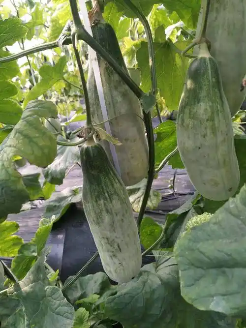 [羊角蜜甜瓜批发]羊角密甜瓜 0.5斤以上 价格8元/斤 - 惠农网