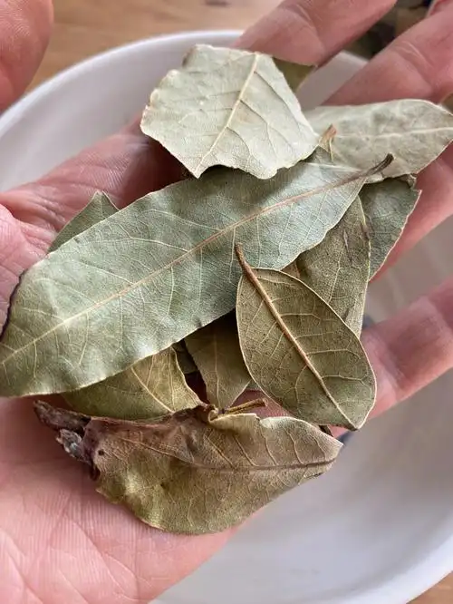 线香合香试验香叶