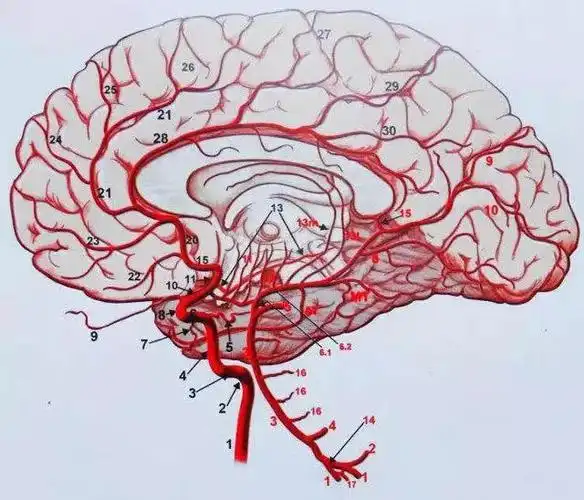 精美的脑血管图 - 好大夫在线