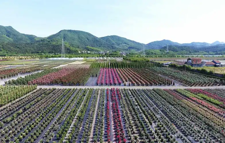花卉苗木产业的高地,美丽中国的样板——杭州花之韵农业投资有限公司