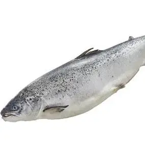 factory price of natural fresh / frozen atlantic salmon fish