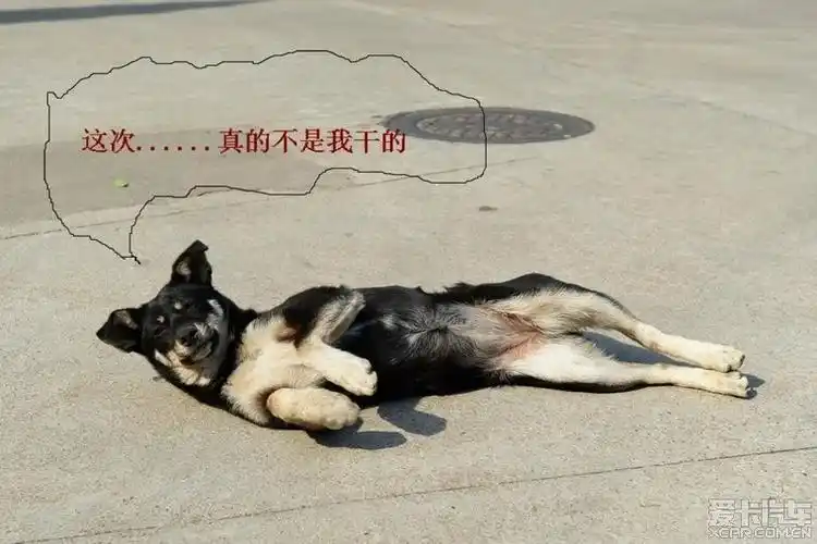 躺着也中枪,狗表示很无辜
