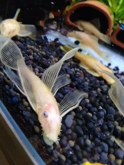 [鱼友广告] 昆山出公胡子大帆 公鱼 公鱼