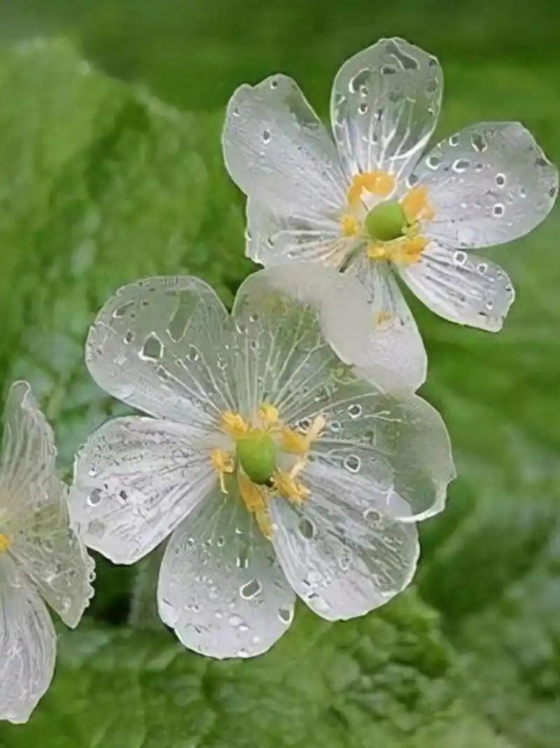 我第一次与山荷叶相遇,是在观看《小花仙》的时候.