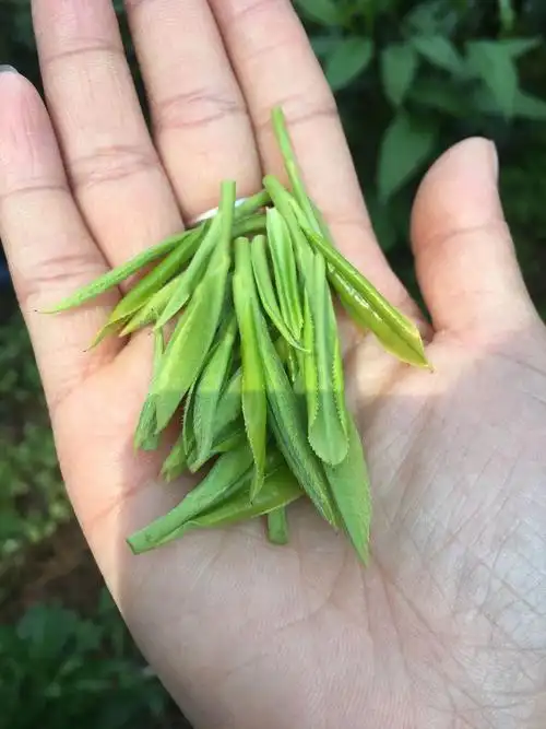 【微湘西助农】一片茶叶改变一座村寨!