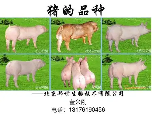 猪的品种大全doc资料