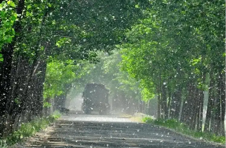 春风送暖,又到了杨絮柳絮飘飞的季节,杨絮柳絮纷纷扬扬,漫天飞舞,景色