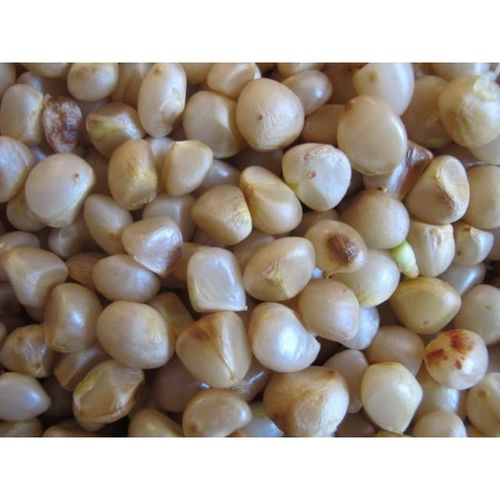 君子兰种子油匠花脸圆头和尚立板麻脸宽叶花艺保真籽产地3粒价格