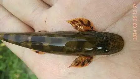 爬鳅科 balitoridae    平鳍鳅科 homalopteridae )  鱼类   (下辖76