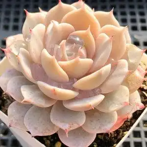 雪域多肉植物一物一拍图片