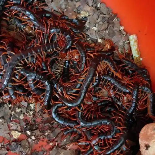 活体蜈蚣龙鱼发色饲料泡酒蜈蚣斗鸡斗鸟龟食 红头黄脚特大泡酒20条【