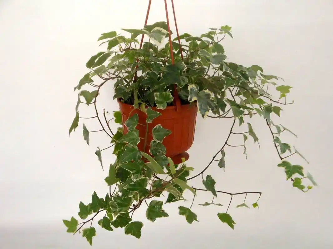 去甲醛常春藤长什么样子呀