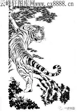 一组老虎白描图送给喜欢画画的你