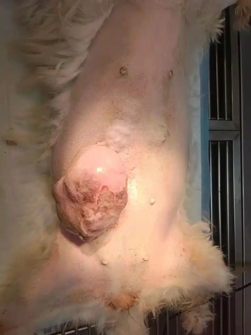 10岁母犬乳房肿瘤全切除,所有乳头也切 - 抖音