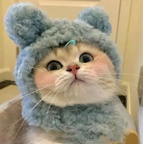 有谁能拒绝超级可爱的猫咪呢#萌宠##猫##头像