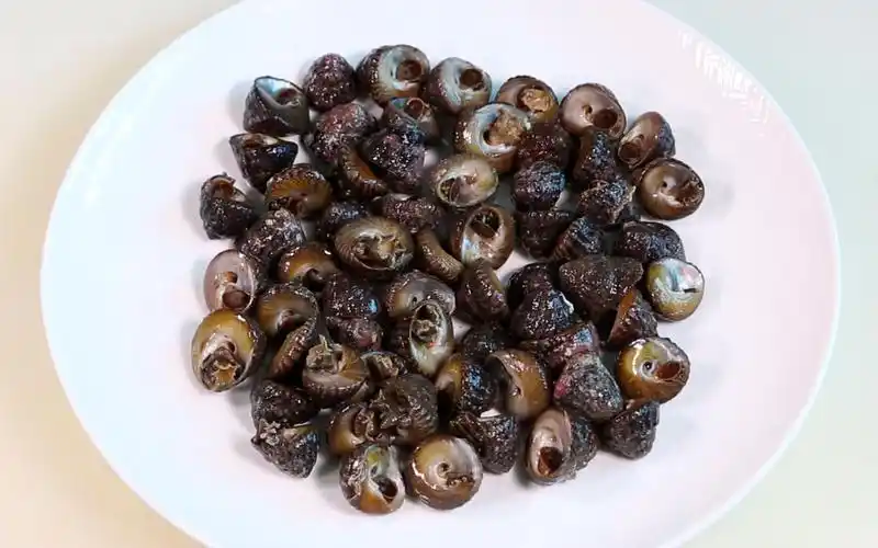 【盐水马蹄螺】大厨也在做,用简单原味的做法做出多汁鲜美的马蹄螺