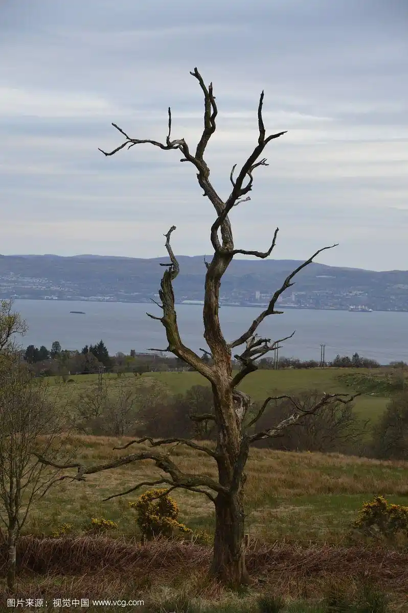 风景秀丽的河岸上的一棵干枯的孤零零的树