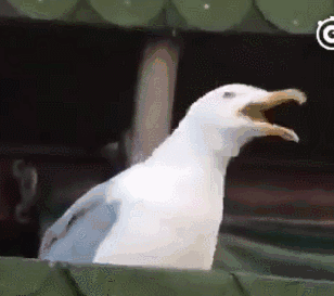 超级搞笑的动图表情包