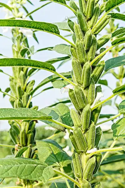 芝麻,种子,植物,农田,农业,种植