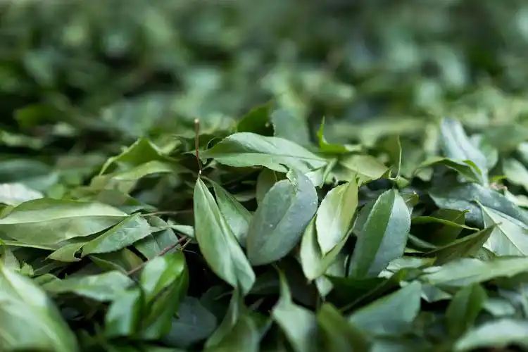 6清香树叶(当地称绿藤叶)晒干作为清香上色的材料,清香就是以其为命名