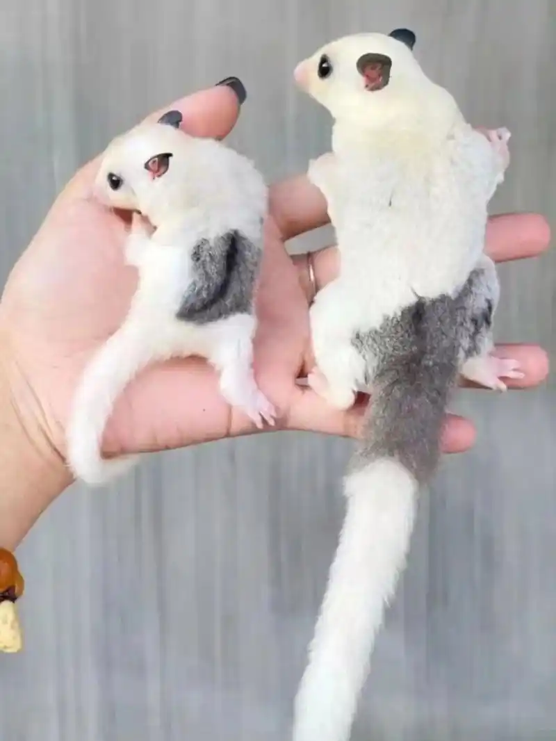 蜜袋鼯介绍 蜜袋鼯(mìdài wú)是一种有袋动物(有袋的温血动物像