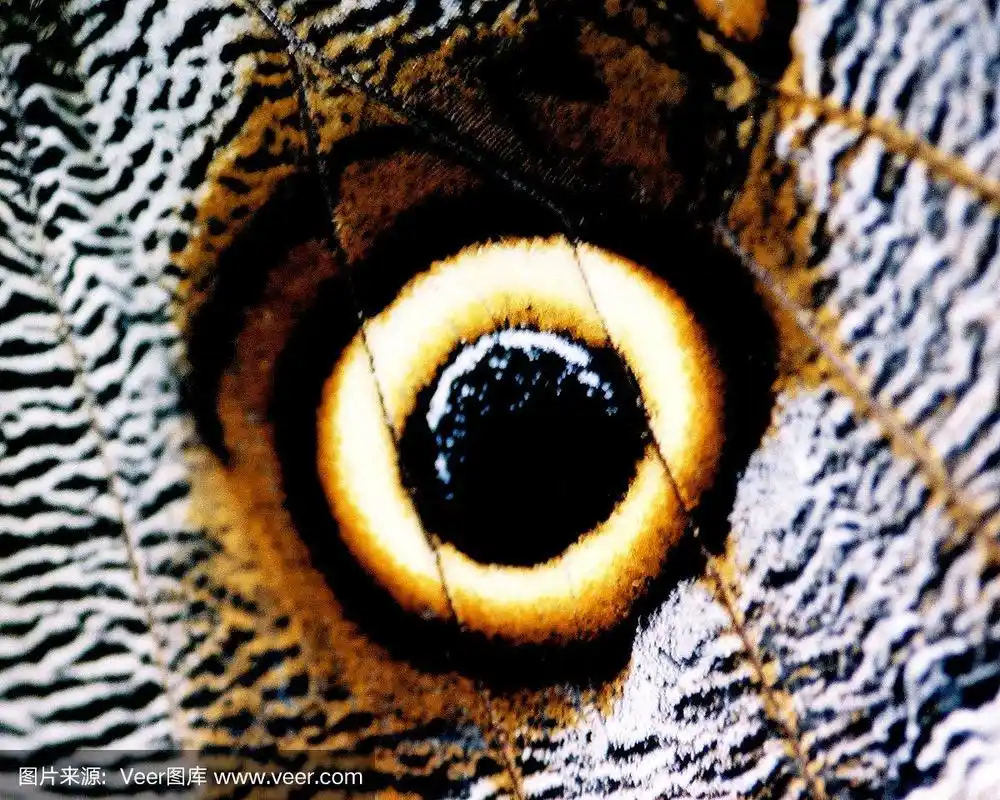 猫头鹰,蛾,翅膀,特写,自然