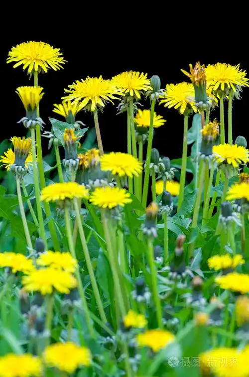 黄色的蒲公英花