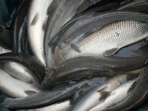 淡水银鳕鱼 出售大量鳕鱼