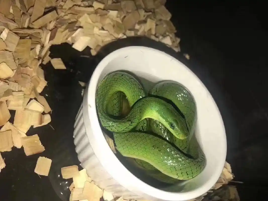 可以养得活的无毒绿色蛇蛇(不是翠青 图一绿锦蛇(吃鼠 图二绿瘦蛇(吃